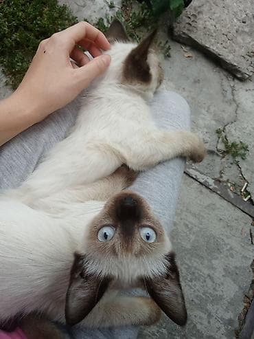 scottish fold: Отдам в добрые руки котят, 4 месяца, две девочки и один мальчик — 1