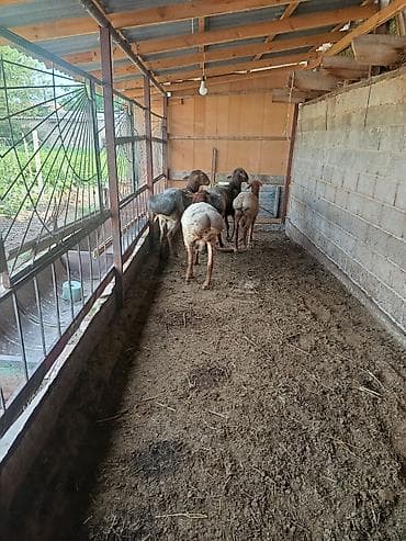 енот купить бишкек: Продаю | Баран (самец) | На забой | Котные — 3