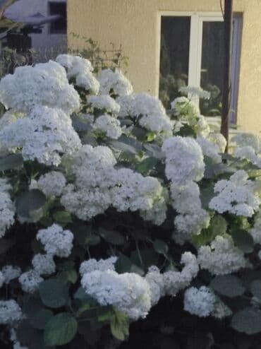 семена адениума купить: Көчөттөр гүлдүн: Флокстор — 20