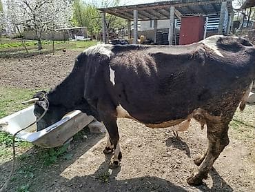 шатландские кошки: Продаю | Корова (самка), Музоо, торпок | Голштин, Швицкая | Для разведения, Для молока — 2