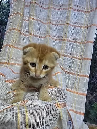 Шотландский вислоухий,мальчик,1,5 месяца кушает сам,к лотку приучен — 4