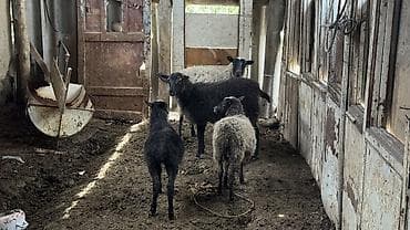 продам сельхоз животных: Продаю | Овца (самка), Ягненок, Баран (самец) | Романовская | Для разведения — 2