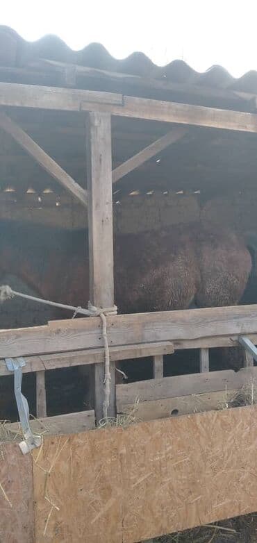 фелуцен для коров цена бишкек: Продаю | Кобыла (самка) | На забой — 9