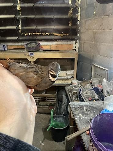 цыплята перепелов купить: Китайские расписные перепелки - Породы/окрасы: смешанные – тёмные — 9