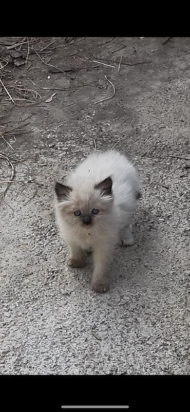 купить мейн куна польша: Рэгдолл, 1 месяц, Мальчик, Приучена к лотку — 1