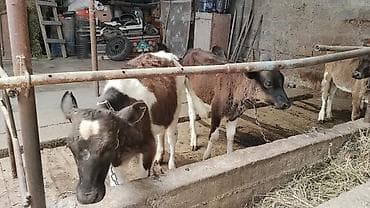 серые кошки фото: Продаю | Корова (самка) | Полукровка | На откорм | Привязанные — 1