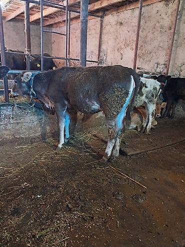 белые кролики: Продаю | Бык (самец) | На откорм | Привязанные — 4