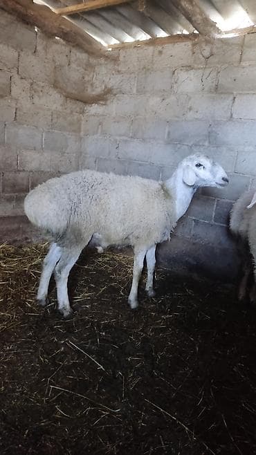 кичинекей мышык: Сатам | Ургаачы кой (ургаачы) | Көбөйтүү үчүн — 1