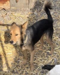 домик собака: Собака даром: Дворняжка, 1 год, Самка, С прививкой — 2