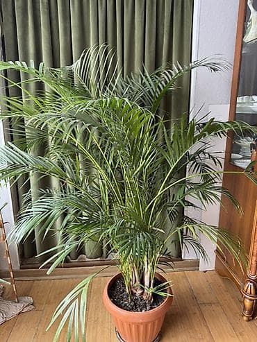 Арека (Chrysalidocarpus/Areca dypsis) — крупная комнатная пальма в