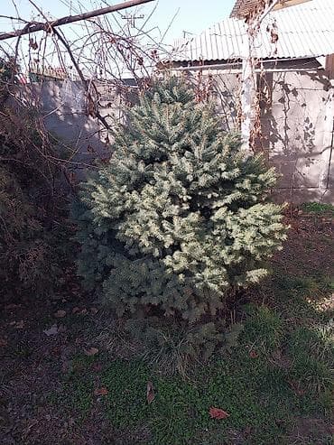 покрасит: Саженцы деревьев: Ели — 2