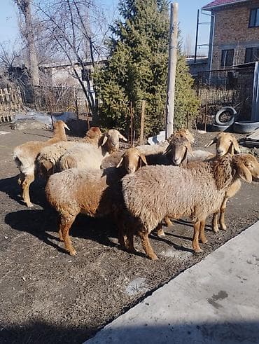 арпа кемин: Сатам | Козу | Арашан | Көбөйтүү үчүн | Токту — 3