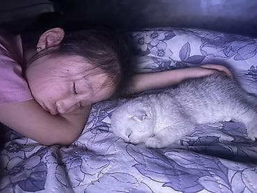 купить котенка шиншилла: Скотиш Фолд (Шотландская вислоухая), 1 месяц, Мальчик, Серебристая шиншилла, Приучена к лотку — 6