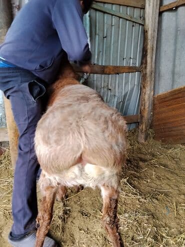 Собаки: Продаю | Баран (самец) — 4