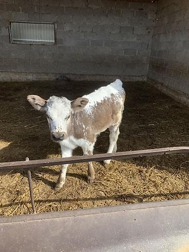 утки с утятами: Продаю | Музоо, торпок — 6