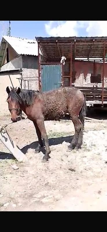 мейнкун кошка: Продаю | Жеребец, Жеребенок | Рабочий — 1