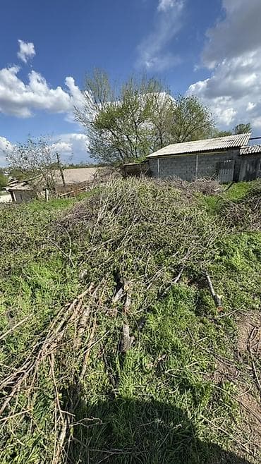 кукурузные стебли: Дрова Самовывоз — 2