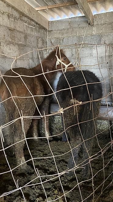 кунан ат: Продаю | Жеребенок — 5