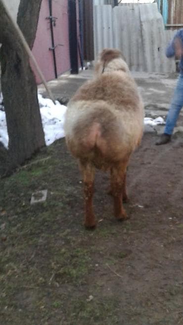 Аквариумдар: Сатам | Кочкор (эркек) | Арашан | Көбөйтүү үчүн — 2