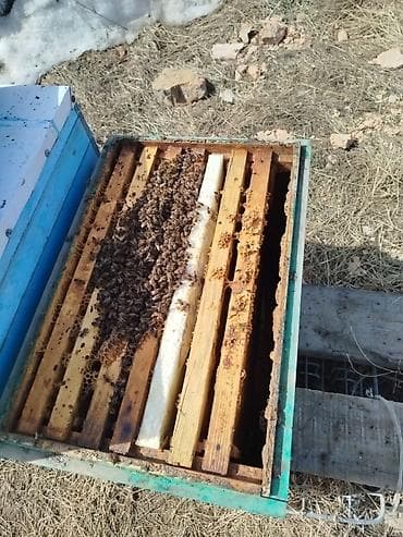Услуги ветеринара: Пчелиная семья в стандартном улье-лежаке (рамки Дадан). Состав — 1
