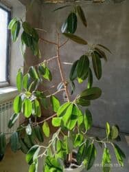 продажа комнатных цветов: Распродажа комнатных цветов! Цены от 350с.!!! — 12