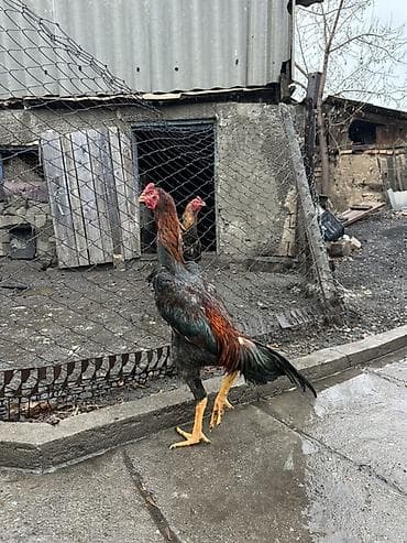 продам курей: Продаю | Петух | Бойцовая, Дакан | Для разведения — 1