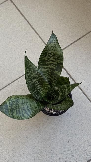 сансевьера комнатное растение: Подаем Сансевиерию (Sansevieria trifasciata) компактная розетка. Тип — 2
