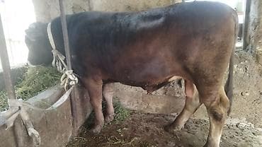 бык производитель: Продаю | Бык (самец) | Швицкая | Для разведения | Осеменитель — 6