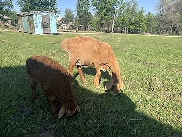 кавказкий овчарка: Продаю | Овца (самка), Ягненок, Баран (самец) | Арашан | Для разведения | Матка, Ярка, Ягнившаяся — 8