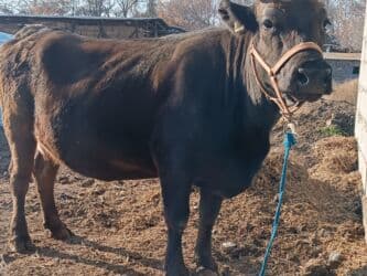 продаю музоо торпок корова самка бык самец айрширская ангус алатауская на забой для разведения на откорм племенные нетель привязанные: Продаю | Корова (самка) | Алатауская | Для разведения, Для молока | Племенные, Стельные — 1