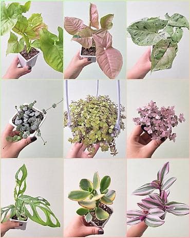 Үй жана бакча: 🌿 Комнатные цветы (укоренённые черенки/молодые растения/взрослые — 1