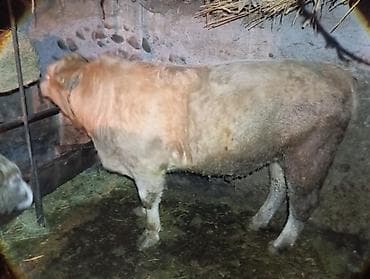 бычки бельгийские: Продаю | Бык (самец) | На откорм | Привязанные — 2