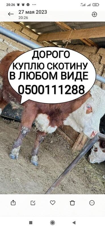 дом для животных: Куплю | Коровы, быки, Лошади, кони | На забой, на мясо, Круглосуточно, Любое состояние — 1