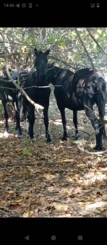 продажа домашних животных: Сатам | Бээ (ургаачы) | Кара Жорго | Көбөйтүү үчүн | Мерин — 1