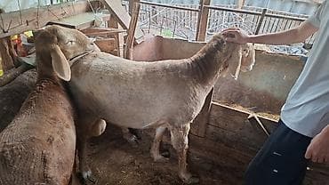 искусственное осеменение овец: Продаю | Овца (самка) | Для разведения — 1