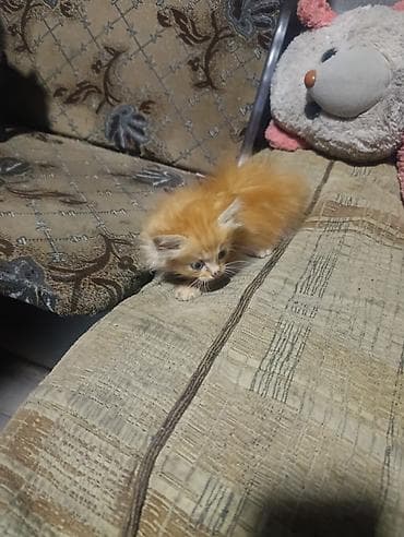 приют для кошек: Отдаю в добрые руки котят, все мальчики. К лотку приучены — 3