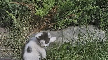 манчкин котенок: Котёнок, бело‑чёрный, короткошёрстный. На белой шерсти выраженные — 3