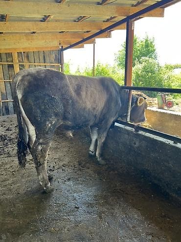 прибор для измерения кислорода в воде: Продаю | Бык (самец) | На откорм | Привязанные — 4