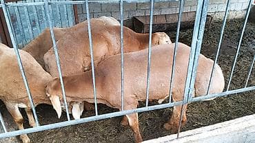 бирки для баранов: Продаю | Баран (самец) | Арашан | Для разведения — 3