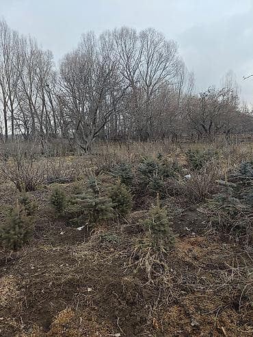 Еловые/сосновые саженцы для ландшафтного озеленения - Порода: хвойные