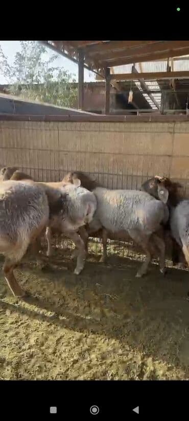 животные домашние: Продаю | Овца (самка), Ягненок | Арашан | Для разведения | Племенные, Ярка — 16