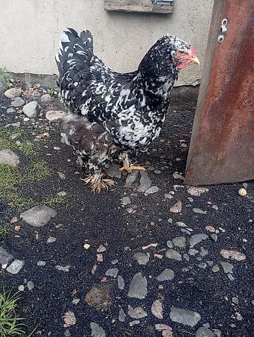 Үй жана бакча: Продается инкубационные яйца, брама+ кохинхин — 5