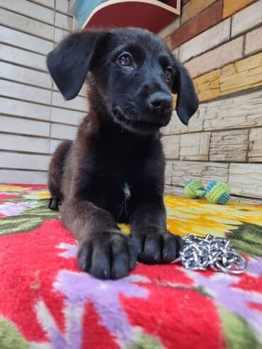 кокер спаниель бишкек: Мальчик ищет дом. Привезём сами. Дважды привит — 7