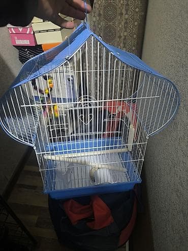 Клетка для птиц с декоративной крышей (голубой верх, белые прутья