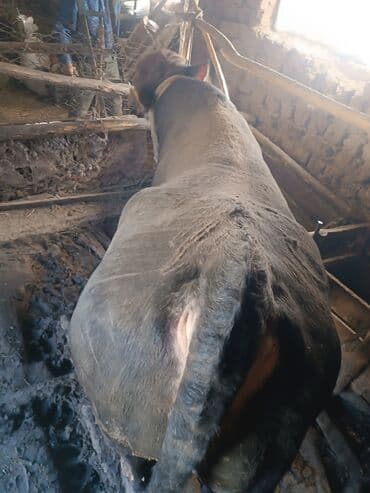 в связи с переездом отдам попугая жако в добрые руки: Продаю | Бык (самец) | На откорм | Привязанные — 2