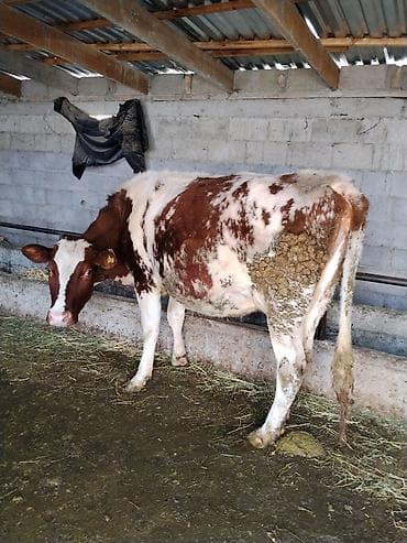Товары и оборудование для с/х животных: Продаю | Тёлка | Для разведения | Племенные — 1