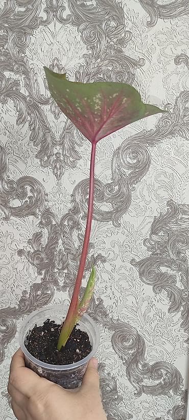 сколько стоит бегония: Каладиум !!!😁🌷 шикарные адаптированные цены разные в зависимости от — 2