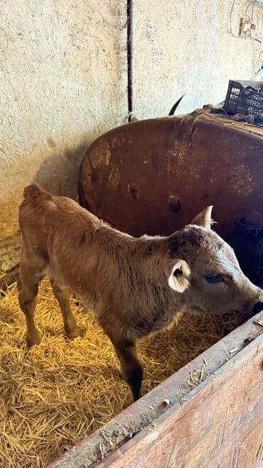 Собаки: Продаю | Тёлка | Швицкая | Для молока — 1