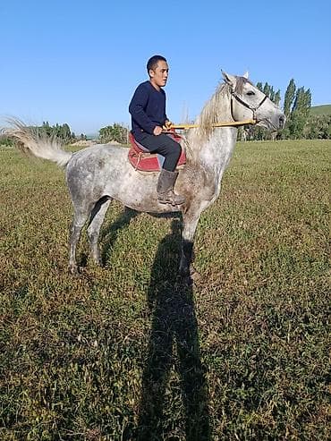пони лошадки: Продаю | Жеребец | Английская | Конный спорт | Племенные — 2