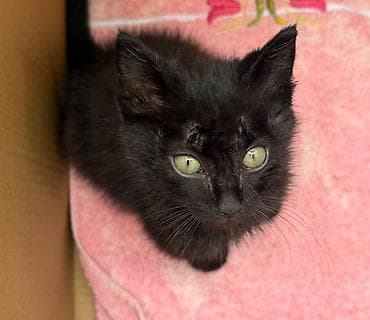 Животные: Маленькое чудо ищет дом! Чистый домашний котёнок. На вид 2 месяца — 1